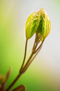 Harmonic growth by Ingo Menhard