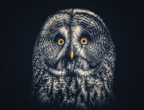 Owl Joe von Ingo Menhard