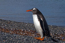 Eselspinguin  von Gerhard Albicker