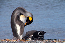 Königspinguin  by Gerhard Albicker