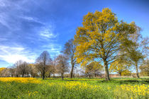 Summertime Farm England von David Pyatt