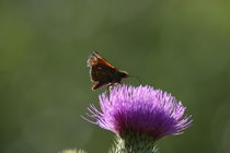 Distel,find ich gut  by Hendrik Molch