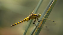 Goldene Libelle by Stephan Gehrlein