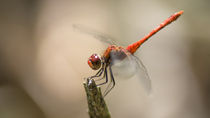 Rote Libelle von Stephan Gehrlein