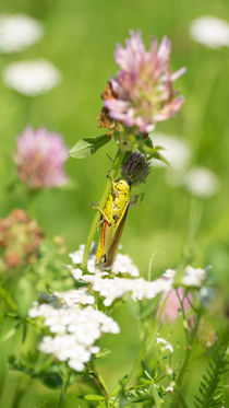 Gut versteckt by Stephan Gehrlein