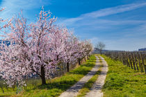 Kaiserstuhl Impressions Spring by Jörg Sobottka