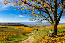 Kaiserstuhl Impressions Autumn by Jörg Sobottka