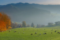 Glottertal im Herbst - Glottertal in autumn by Jörg Sobottka