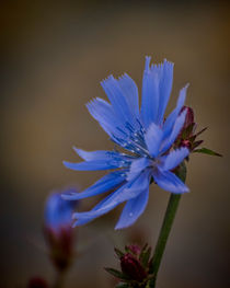 Wild Chicory von Colin Metcalf