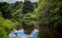 Wetland Habitat by Colin Metcalf