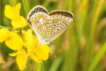 Geisskleebläuling auf gelber Blüte von toeffelshop