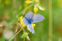 Himmelblauer Bläuling Männchen 3 von toeffelshop