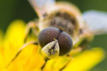 Schwebfliege Portrait von toeffelshop