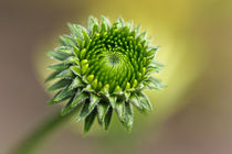 Knospige Blüte von Bernhard Kaiser