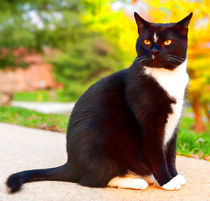 Tuxedo Cat by lanjee chee