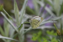 white butterfly von haike-hikes