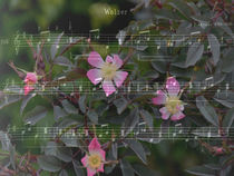 Rosenwalzer - Rose waltz von Chris Berger