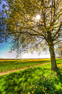 The Summer Daffodil Farm von David Pyatt