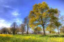 Summer Farm Trees Art von David Pyatt