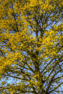 Summer Tree Art Texture von David Pyatt