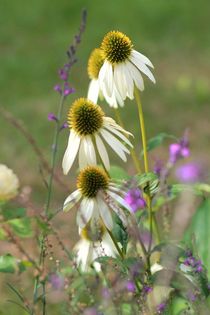 SUMMER BREEZE von Photo-Art Gabi Lahl