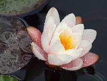 Seerose im Regen, Blüten der Nymphaea,  waterlily and waterdrops, Makrofotografie by Dagmar Laimgruber