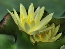 Seerosen, Blüten der Nymphaea, tropical waterlilies, Makrofotografie by Dagmar Laimgruber