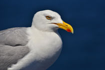 Möwenportrait / Portrait of a seagull von Peter Bergmann