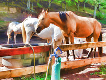 Horses In Pasture Eating At Feeder von lanjee chee