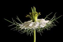 NIGELLA I von Beate Radziejewski