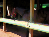 Horse in shelter 3 by lanjee chee