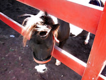 Horse by the fence 4 by lanjee chee