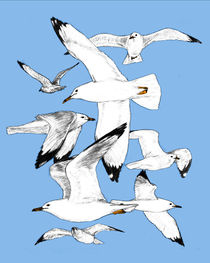 gulls by Condor Artworks