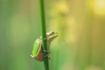 Europäische Laubfrosch - Hyla arborea von Peter Eggermann