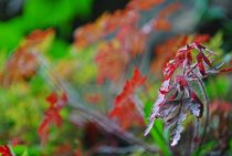 was für Farben... von loewenherz-artwork