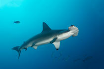 Scalloped Hammerhead Shark, Bogenstirn-Hammerhai von Norbert Probst