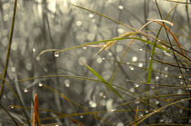 Gräser im Regen von Nikola Hahn