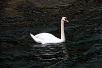 Schwan I von Uwe Ruhrmann