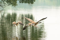 Kanadagänse im Flug by toeffelshop