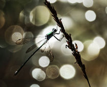 Libelle im feinen Bokeh von Clemens Greiner