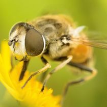 Schwebfliege auf gelber Wiesenblume von toeffelshop