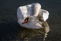 Swan Lake - beauty care von Chris Berger