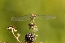 Libelle auf Brombeerranke von toeffelshop