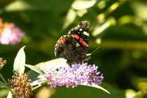 Admiral auf Fliederblüte 2 von toeffelshop