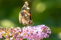 Admiral auf Fliederblüte 5 von toeffelshop