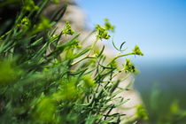 green bokeh view by Johan Dingemanse