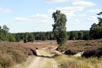 Die Lüneburger Heide 2016-08-23 V by Anja  Bagunk