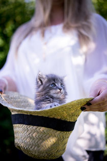 Maine Coone in the Hat by Susi Stark