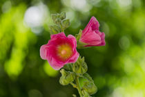 hollyhock soft background by Johan Dingemanse