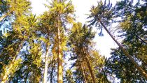 Wald Panorama von mia-f